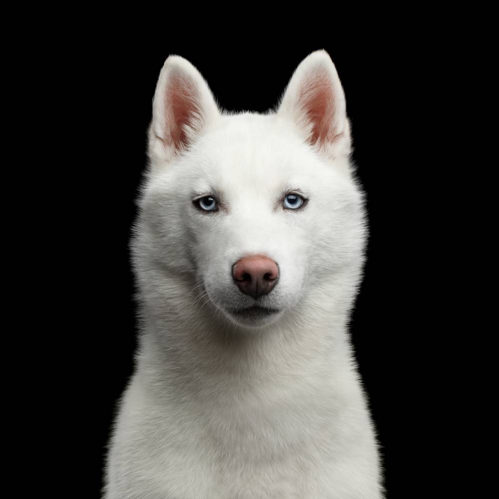 chien-blanc.jpeg