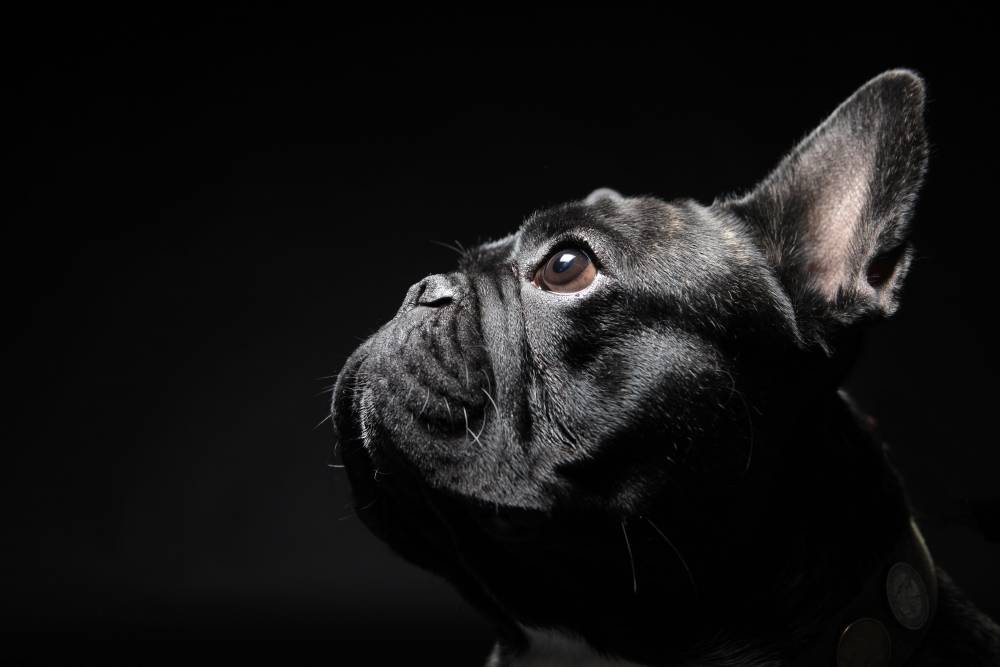buldog-noir.jpeg