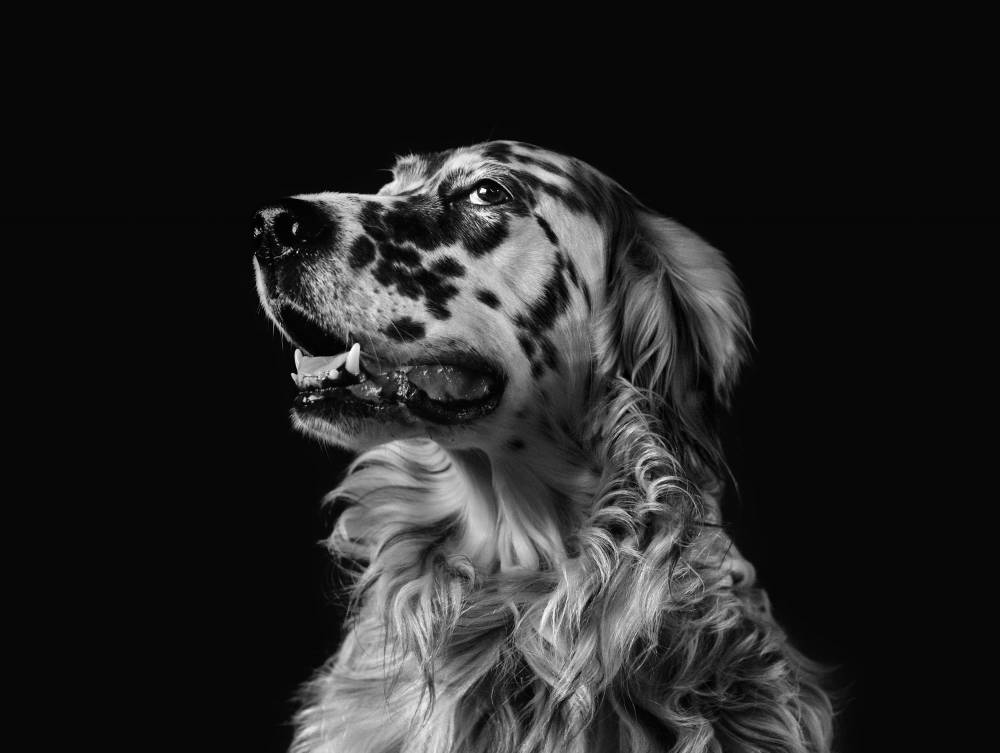 chien-setter.jpg